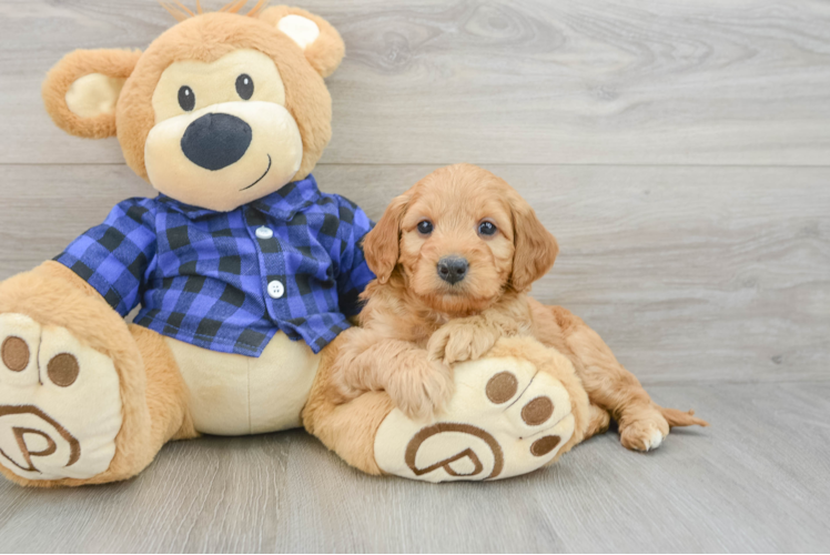 Small Mini Goldendoodle Baby