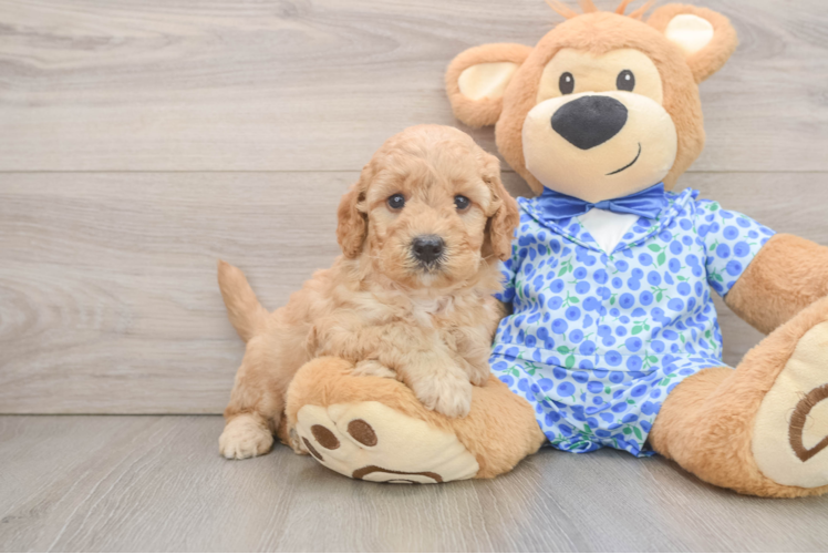 Adorable Golden Retriever Poodle Mix Poodle Mix Puppy