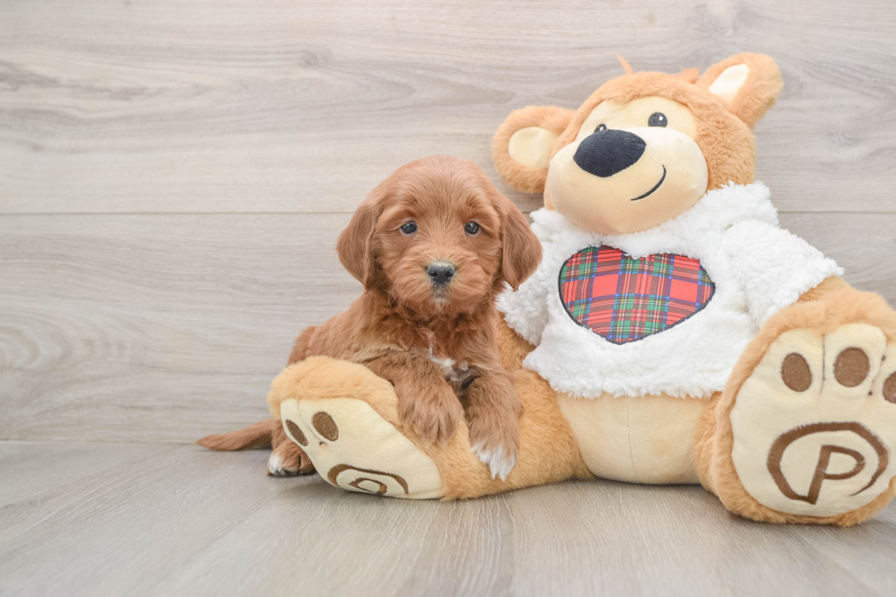 Best Mini Goldendoodle Baby