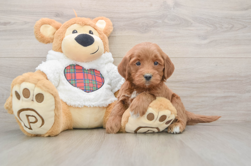 5 week old Mini Goldendoodle Puppy For Sale - Lone Star Pups