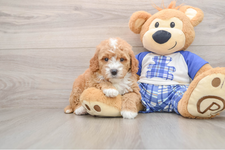 Best Mini Goldendoodle Baby