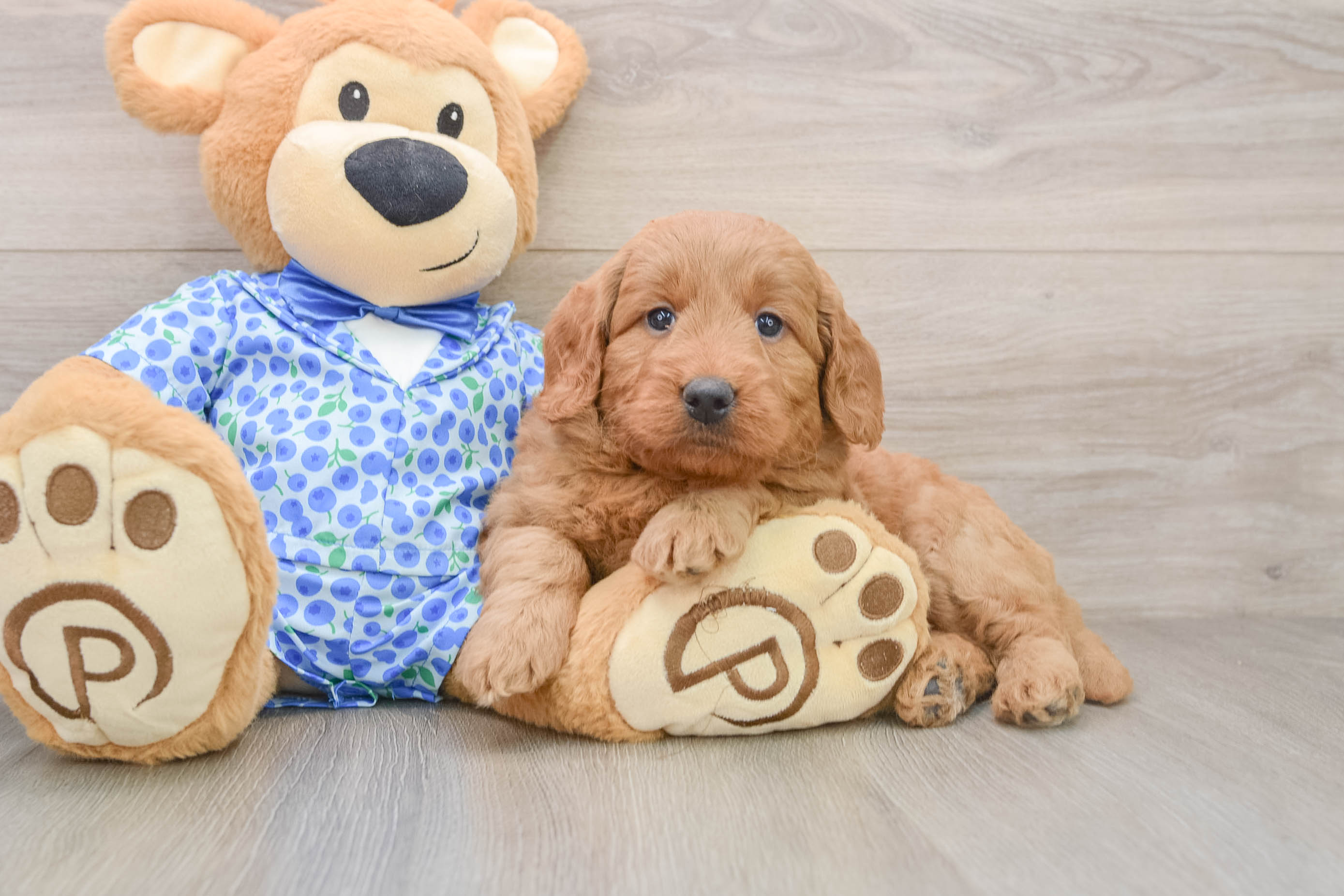 Popular Mini Goldendoodle Poodle Mix Pup