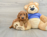 9 week old Mini Goldendoodle Puppy For Sale - Lone Star Pups