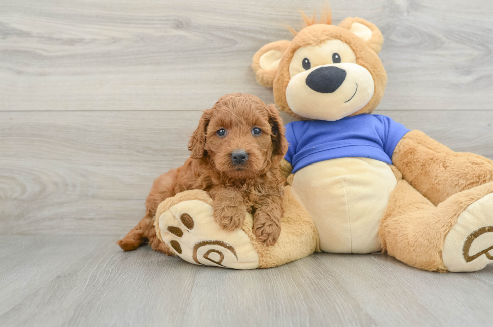 6 week old Mini Goldendoodle Puppy For Sale - Lone Star Pups