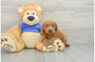 Small Mini Goldendoodle Baby