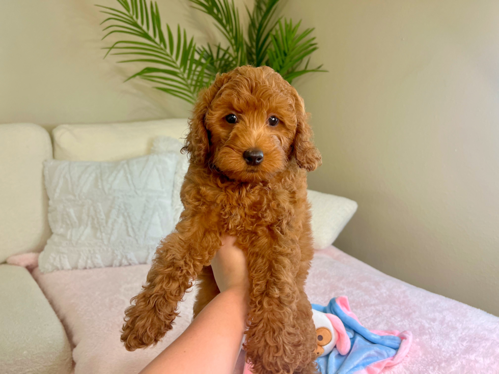 Cute Mini Goldendoodle Baby