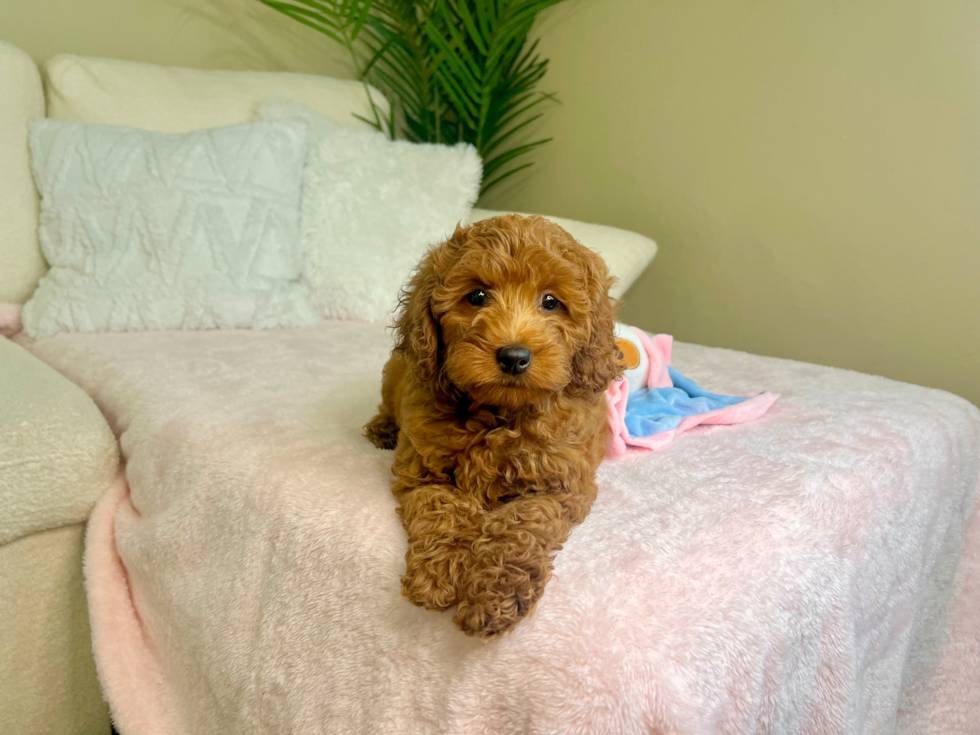 Cute Mini Goldendoodle Poodle Mix Pup