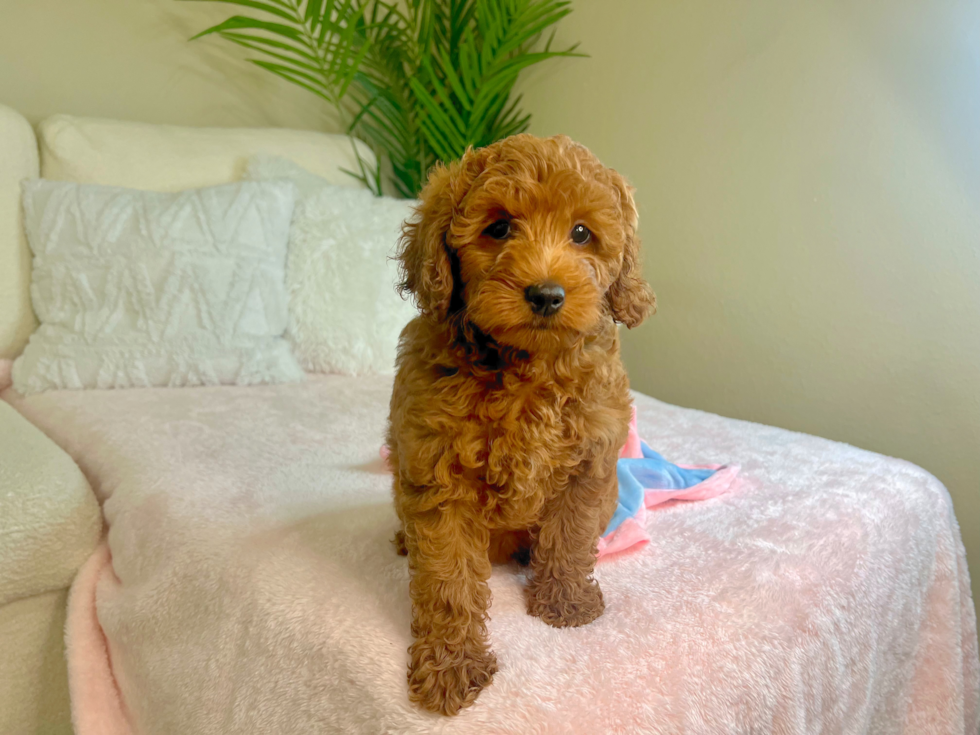 Best Mini Goldendoodle Baby