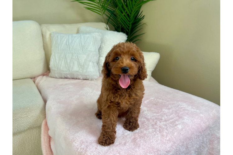 Cute Mini Goldendoodle Poodle Mix Pup