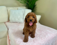 11 week old Mini Goldendoodle Puppy For Sale - Lone Star Pups