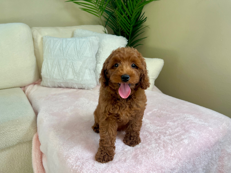 Cute Mini Goldendoodle Poodle Mix Pup