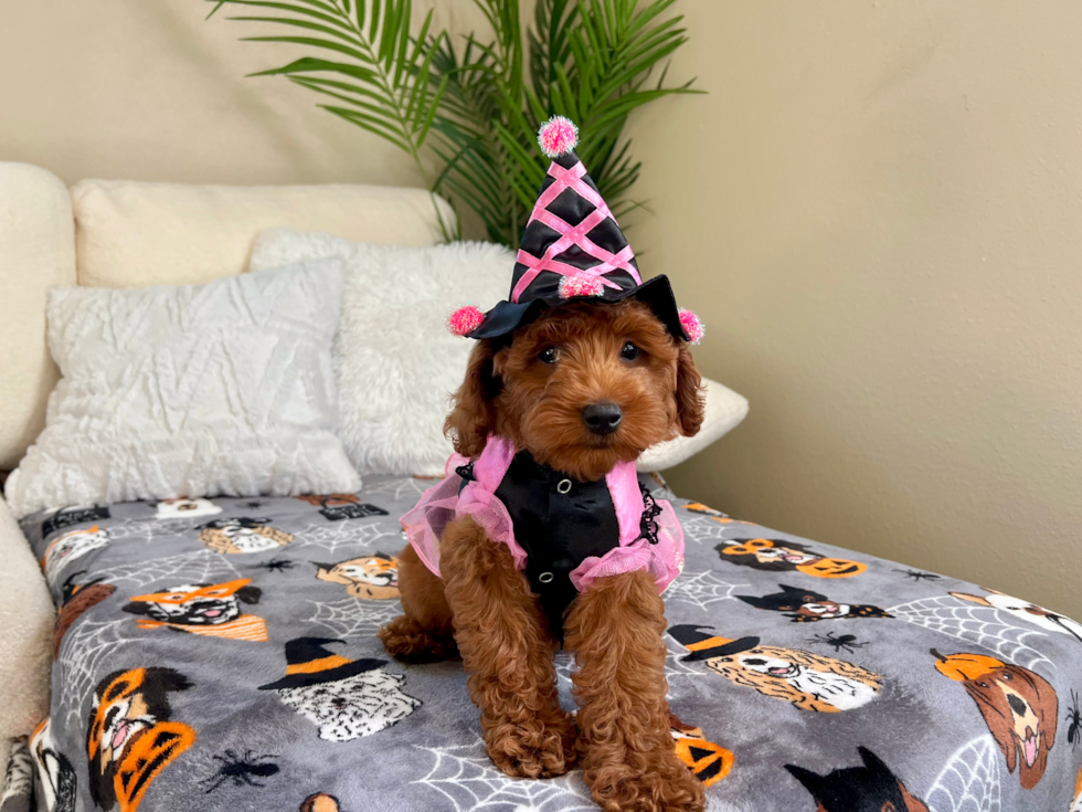 Mini Goldendoodle Pup Being Cute