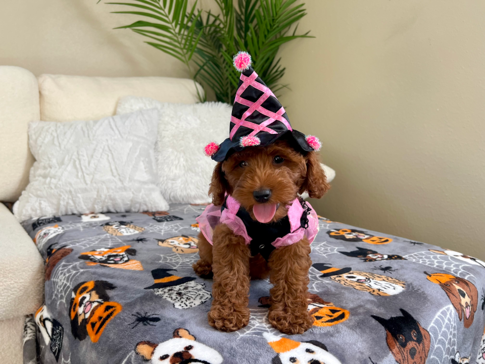 Cute Golden Doodle Poodle Mix Puppy