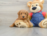 7 week old Mini Goldendoodle Puppy For Sale - Lone Star Pups