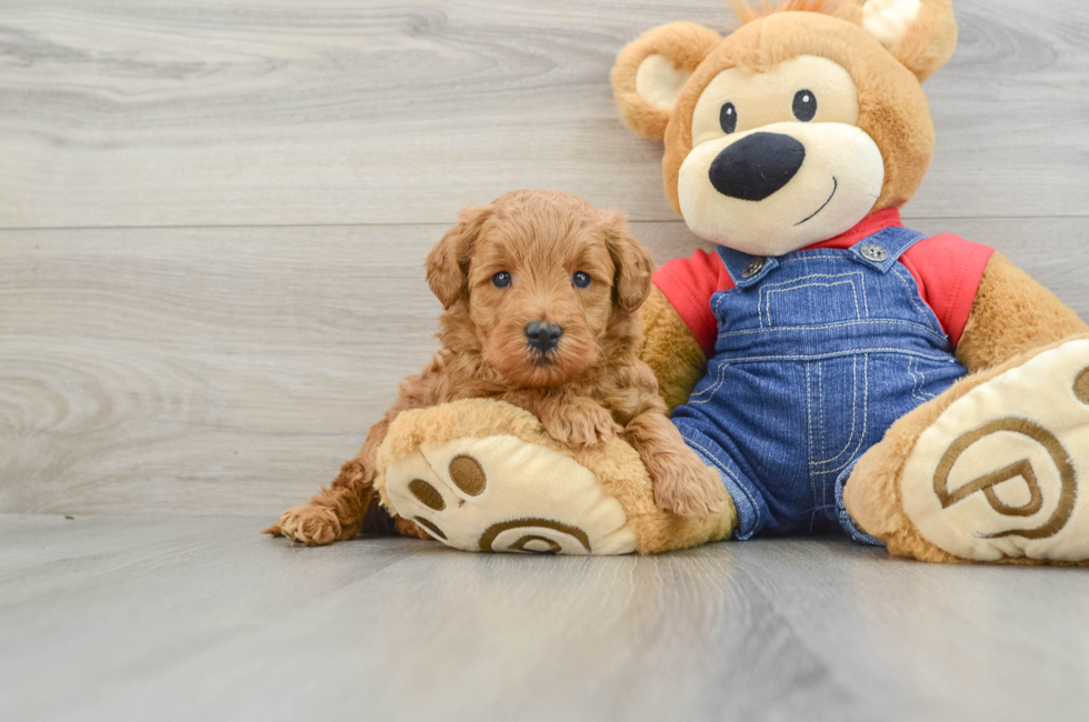 6 week old Mini Goldendoodle Puppy For Sale - Lone Star Pups