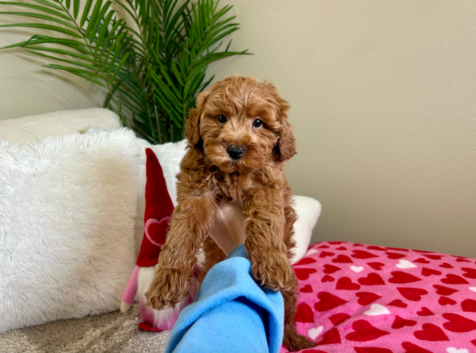 Mini Goldendoodle Puppy for Adoption