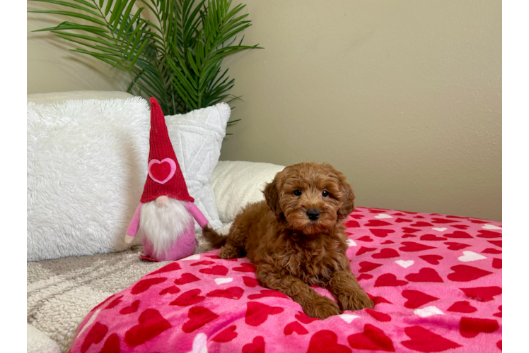 Cute Mini Goldendoodle Poodle Mix Pup