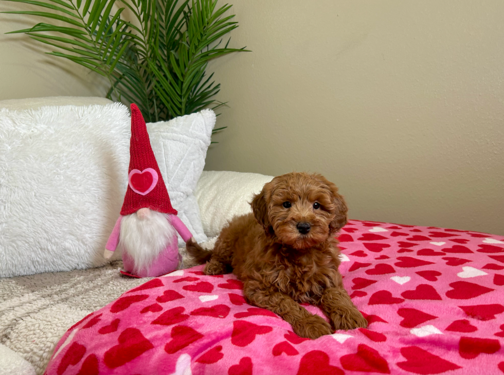 Cute Mini Goldendoodle Poodle Mix Pup