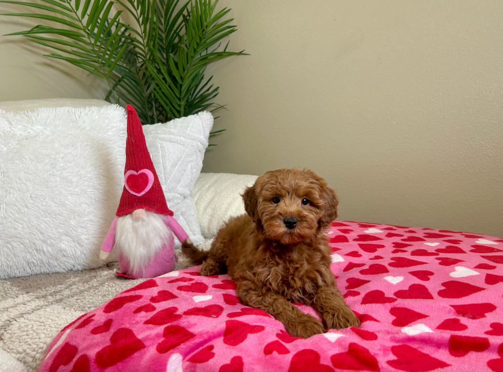 Cute Golden Doodle Poodle Mix Puppy