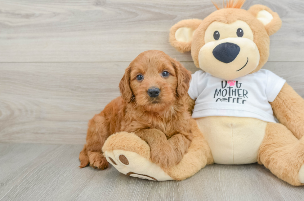 6 week old Mini Goldendoodle Puppy For Sale - Lone Star Pups