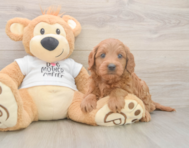 7 week old Mini Goldendoodle Puppy For Sale - Lone Star Pups