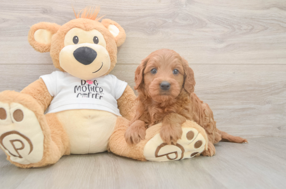 6 week old Mini Goldendoodle Puppy For Sale - Lone Star Pups