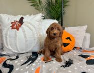9 week old Mini Goldendoodle Puppy For Sale - Lone Star Pups
