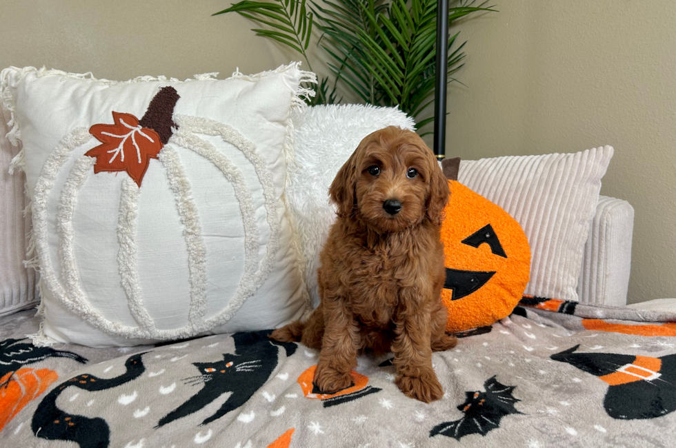 9 week old Mini Goldendoodle Puppy For Sale - Lone Star Pups