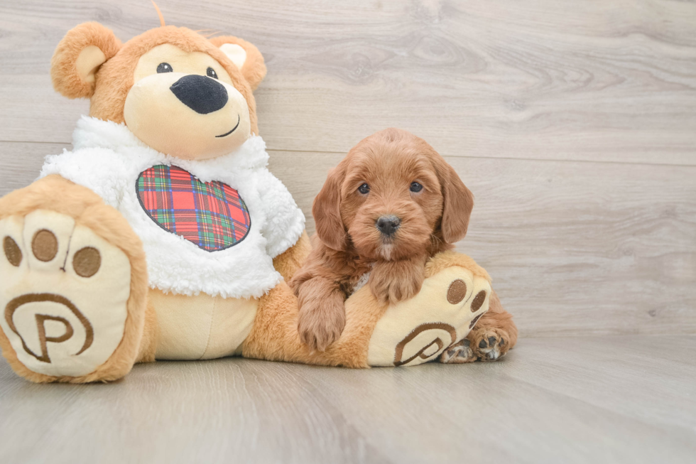 Mini Goldendoodle Pup Being Cute