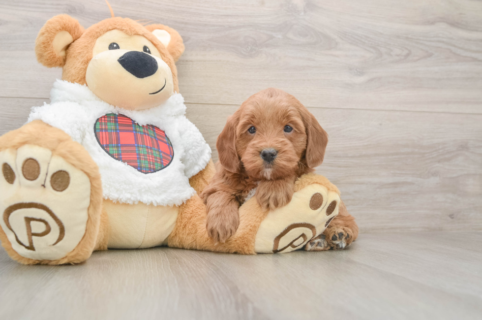 5 week old Mini Goldendoodle Puppy For Sale - Lone Star Pups
