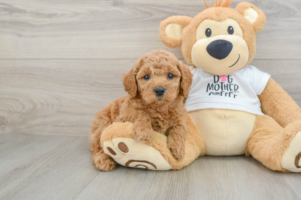 6 week old Mini Goldendoodle Puppy For Sale - Lone Star Pups