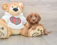 8 week old Mini Goldendoodle Puppy For Sale - Lone Star Pups