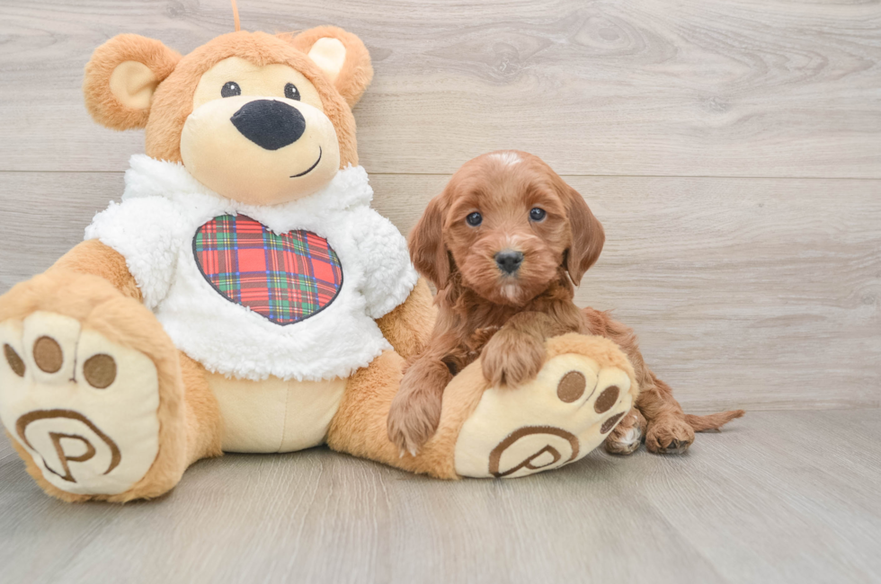 5 week old Mini Goldendoodle Puppy For Sale - Lone Star Pups