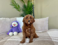 8 week old Mini Goldendoodle Puppy For Sale - Lone Star Pups