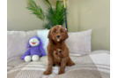 Cute Mini Goldendoodle Poodle Mix Pup