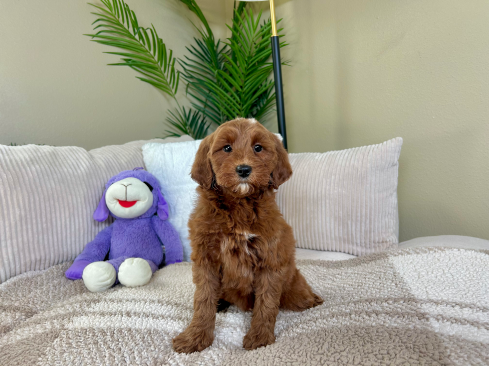 Cute Mini Goldendoodle Poodle Mix Pup