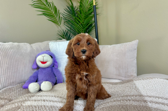 Cute Mini Goldendoodle Poodle Mix Pup