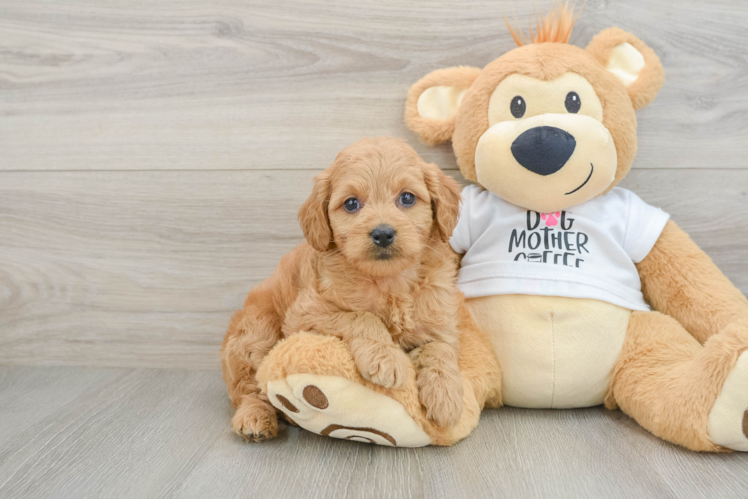 Funny Mini Goldendoodle Poodle Mix Pup