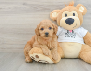 8 week old Mini Goldendoodle Puppy For Sale - Lone Star Pups