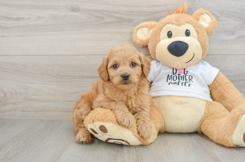 6 week old Mini Goldendoodle Puppy For Sale - Lone Star Pups