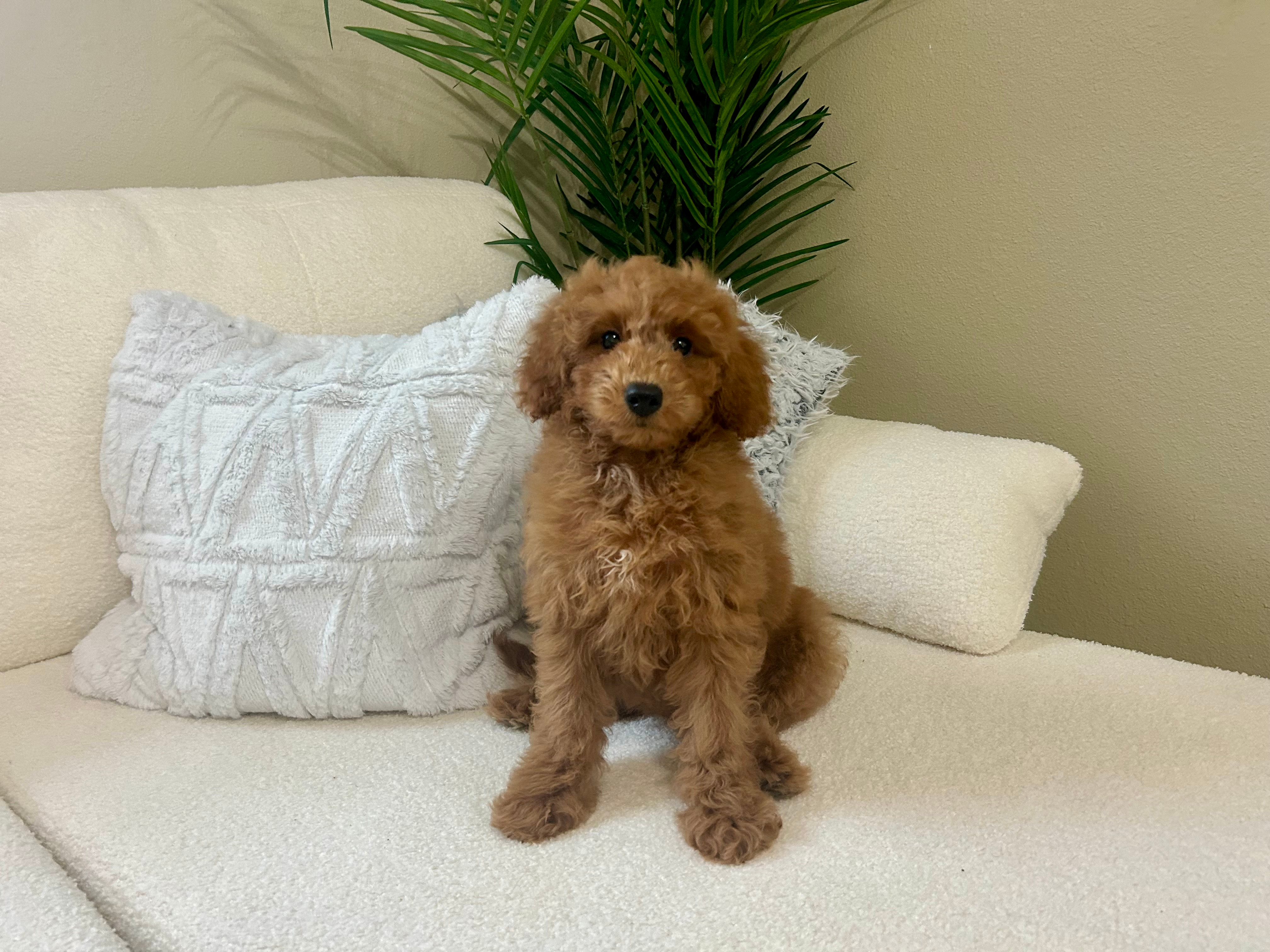 Cute Mini Goldendoodle Baby