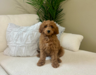 12 week old Mini Goldendoodle Puppy For Sale - Lone Star Pups