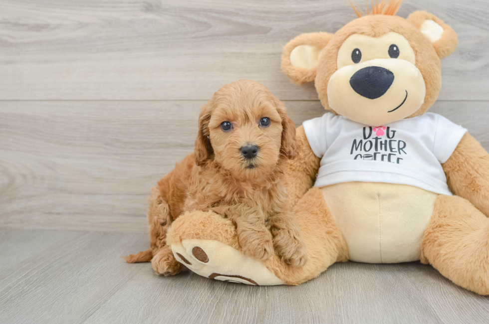 6 week old Mini Goldendoodle Puppy For Sale - Lone Star Pups