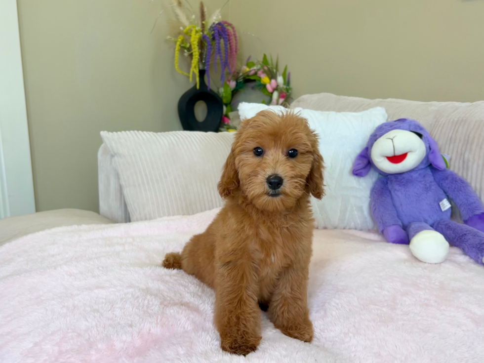 Mini Goldendoodle Puppy for Adoption