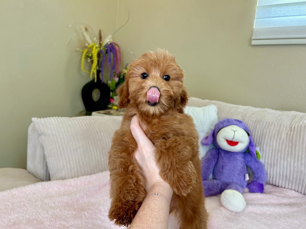 Mini Goldendoodle Puppy for Adoption