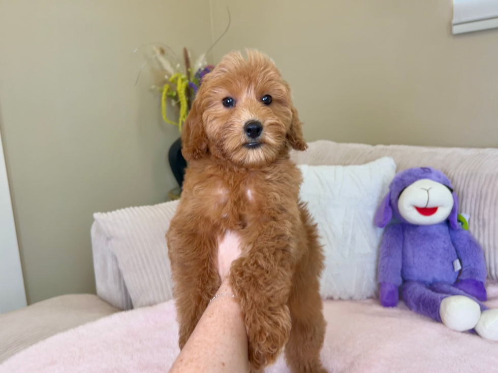 Cute Golden Retriever Poodle Mix Poodle Mix Puppy