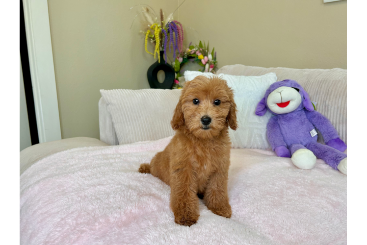 Mini Goldendoodle Pup Being Cute