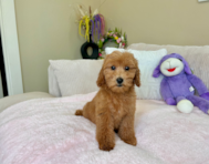 10 week old Mini Goldendoodle Puppy For Sale - Lone Star Pups