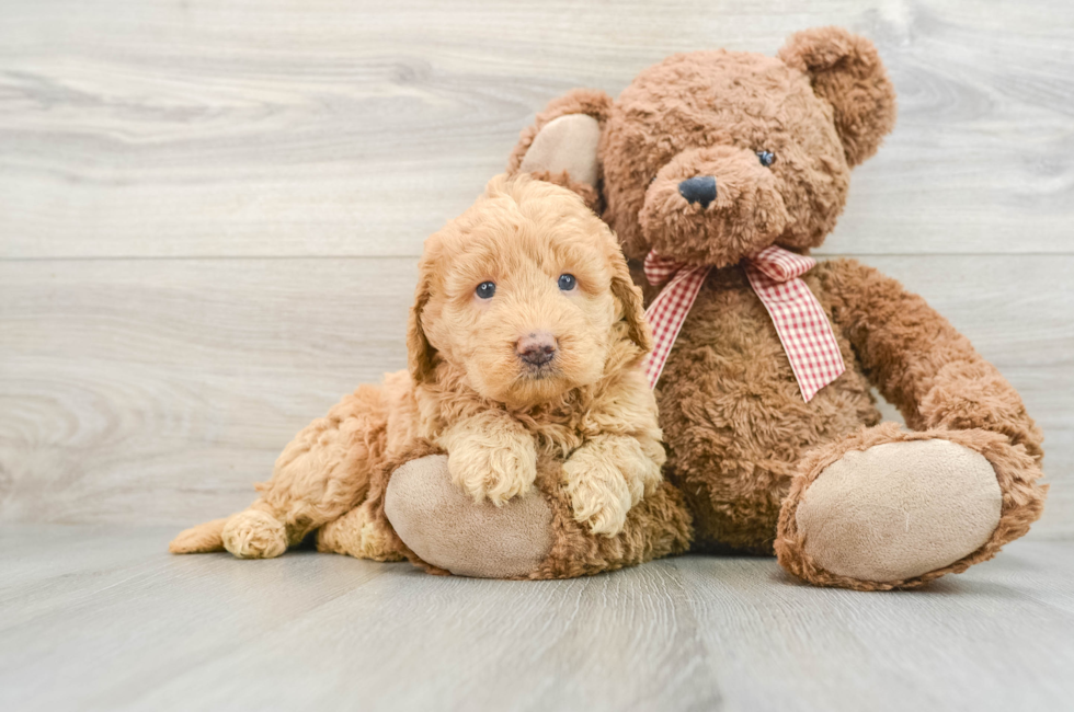 6 week old Mini Goldendoodle Puppy For Sale - Lone Star Pups