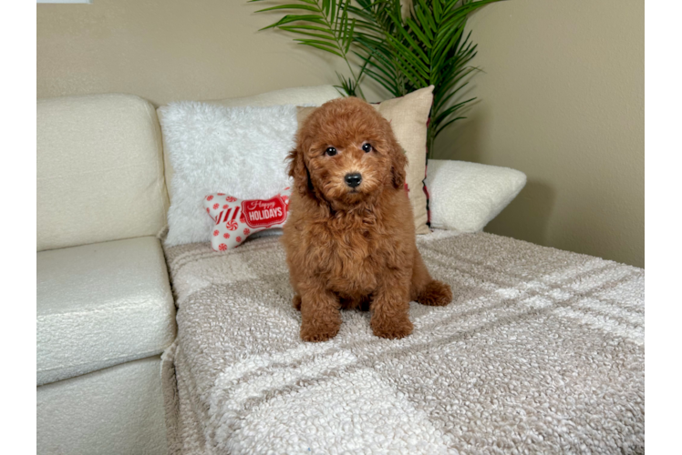 Cute Mini Goldendoodle Baby